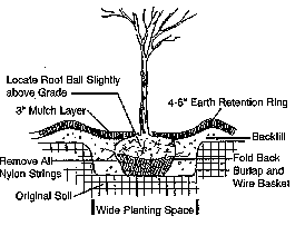 Planting Techniques for Trees and Shrubs