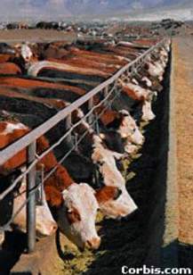 Feedlot Cattle