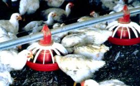 Broilers - Anit-Spill Feeders