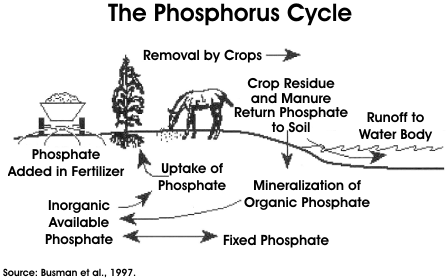 The Phosphorus Cycle