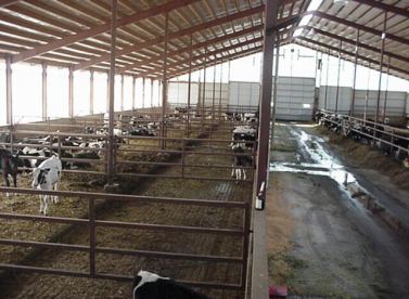 Drive-Through Free Stall Barns