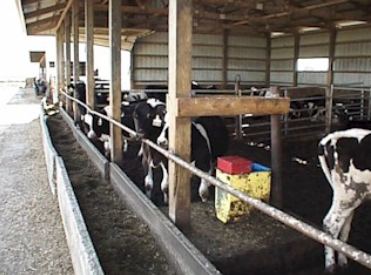 Drive-By Free Stall Barns