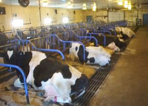 Tie Stall Barn for Cows