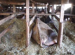 Freestall Barn for Cows