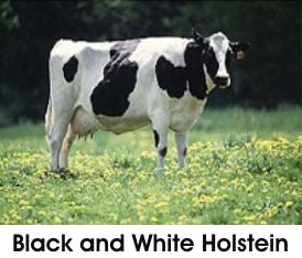 Black and white Holstein