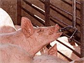 Nursery pigs should have ready access to water and feed.