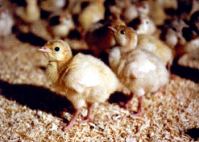 Poult (baby turkey) - Close-Up