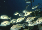 Bioaccumulation in Fish