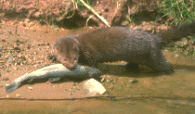 A Mink