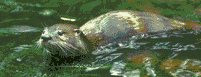 An Otter