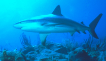 Sharks are Predatory
	    Fish>
<DT><STRONG><A NAME=