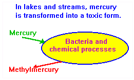 Diagram of Transformation of Mercury to
Methylmercury