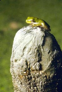 Frog on top of its world