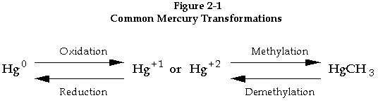 Common Mercury Transformations