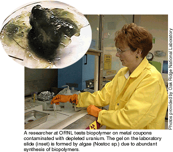 A researcher at ORNL tests biopolymer on metal coupons contaminated with depleted uranium. The gel on the laboratory slide (inset) is formed by algae (Nostic sp.) due to abundant synthesis of biopolymers.