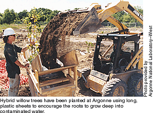 Hybrid willow trees have been planted at Argonne using long, plastic sheets to encourage the roots to grow deep into the contaminated water.