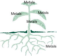 Plant graphic