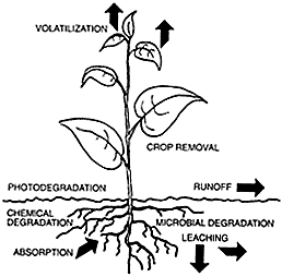 diagram: the fate processes of pesticides
